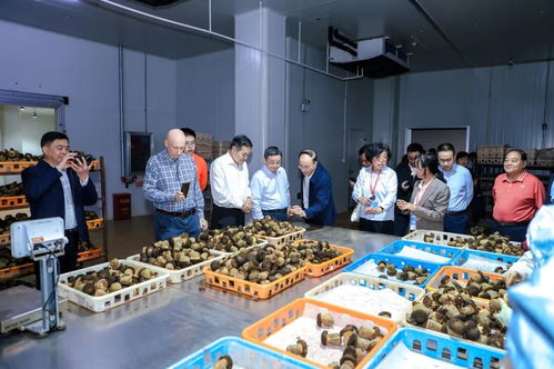 以菌为媒，共绘蓝图 2025国际黑牛肝菌技术创新大会在西双版纳成功举办